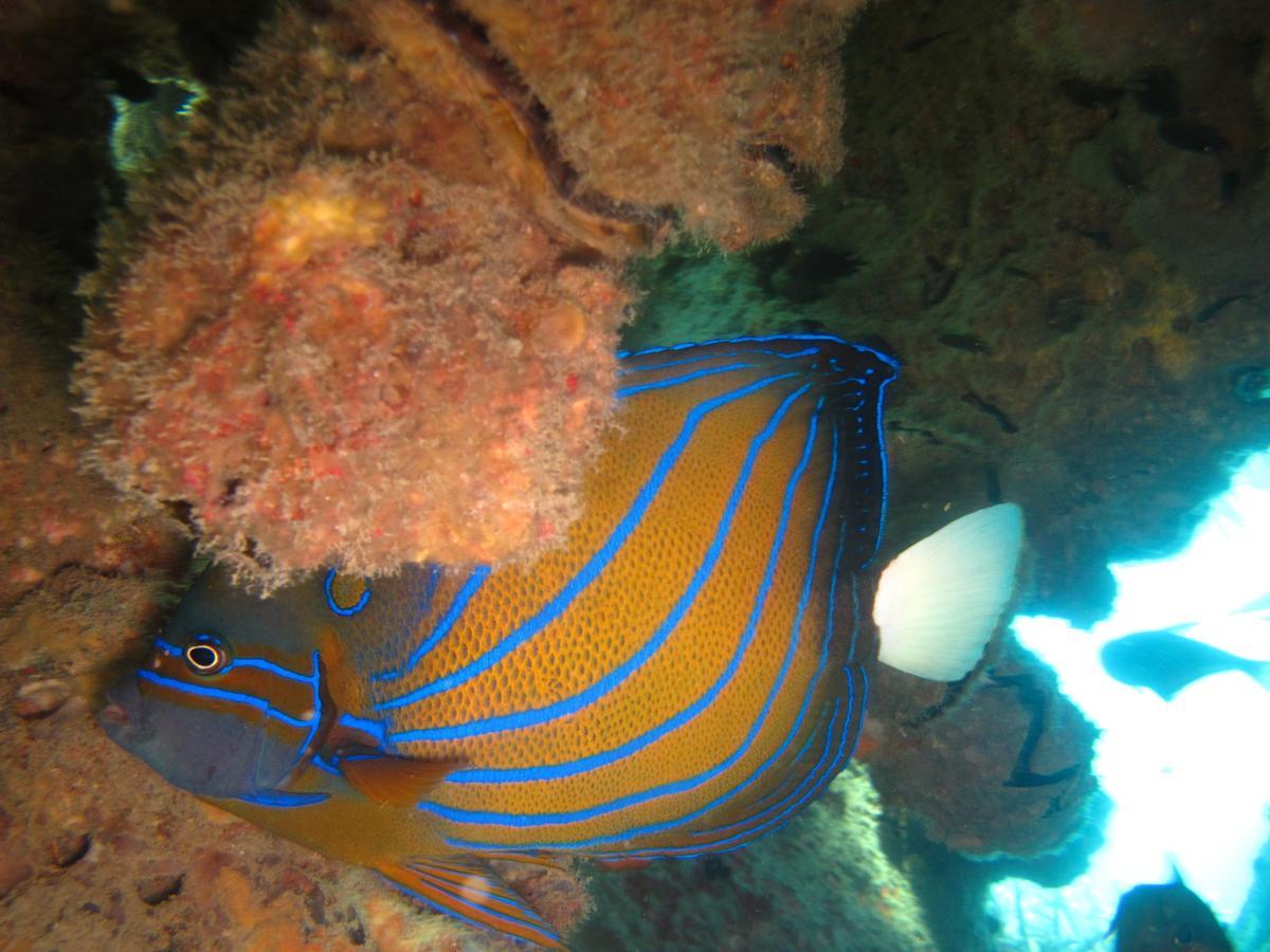 Ombak Dive Resort Perhentian Island Pulau Perhentian Kecil Экстерьер фото